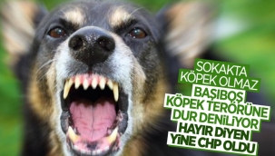 İzmir Büyükşehir Belediyesi: Sokak hayvanlarını toplamamız söz konusu değildir
