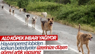 İstanbul'da başıboş köpek ihbarında artış yaşandı 