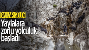 Kayserili besicilerin, sürüleriyle Aladağ yaylalarına zorlu yolculuğu 