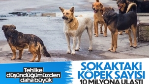 Vahit Kirişci: Sokak hayvanı sayısı 10 milyona ulaştı 