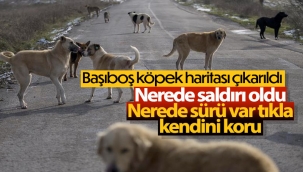 Sahipsiz köpek sorununa karşı internet sitesi kurdu