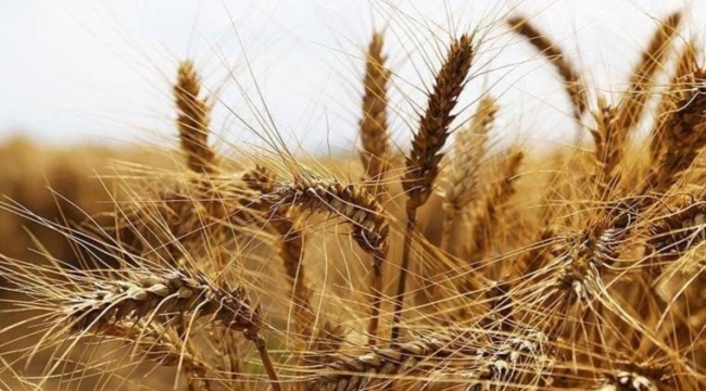 Tarım ve Orman Bakanı Kirişci, buğday kriziyle ilgili söylentilere tarladan yanıt verdi: Bu sene olumsuzluk yaşamayacağız