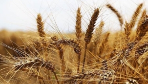 Tarım ve Orman Bakanı Kirişci, buğday kriziyle ilgili söylentilere tarladan yanıt verdi: Bu sene olumsuzluk yaşamayacağız