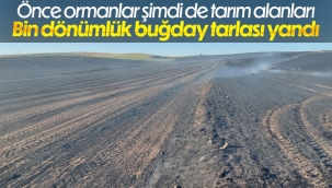 Tekirdağ'da bin dönüm buğday tarlası yandı