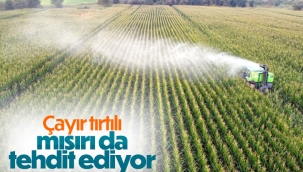 Trakya'da ayçiçeğinden sonra mısır da çayır tırtılı tehdidi altında
