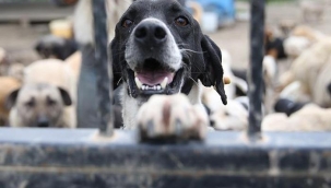 Sahipsiz hayvanlara yönelik kanun teklifi, TBMM Komisyonu'nda kabul edildi