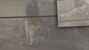 Yer: Ankara! Başıboş köpekler hamile kadına dehşeti yaşattı: Düşük tehlikesi var...