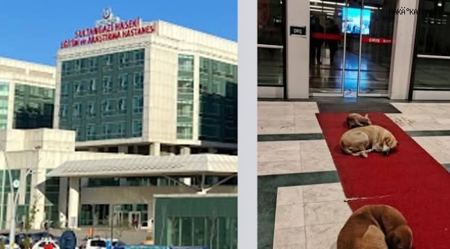 Hastahanelerde Sokak Köpekleri Sorunu Çözülecekmi? 