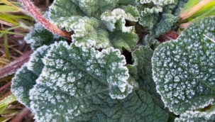 Denizli için zirai don uyarısı! Bazı yerlerde kar yağışı bekleniyor