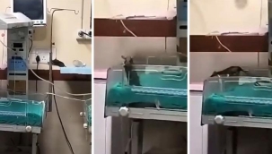 Hastanede korkunç olay! Farelerin bastığı yenidoğan ünitesindeki iki bebek hayatını kaybetti