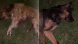 Samsun'da köpek katliamı: Çöp kutusunda bulundular! Valilikten açıklama