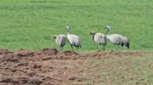 Türkülere konu oluyor: Tunceli'de görüntülendi