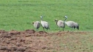 Türkülere konu oluyor: Tunceli'de görüntülendi