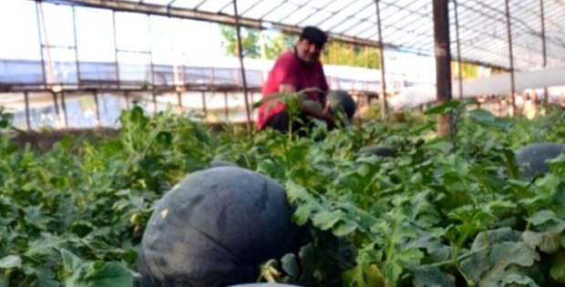 Antalyalı çiftçinin ürettiği kekik kokulu karpuza yoğun talep var, müşteri dalından koparıp götürüyor