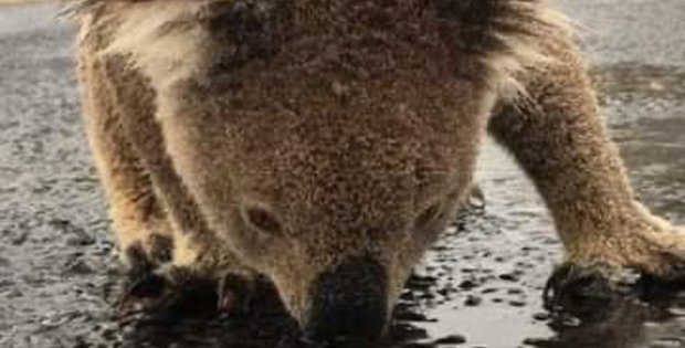 Avustralya'daki yangınlar sonrası yağmur yağdı, koalalar asfalttan su içti