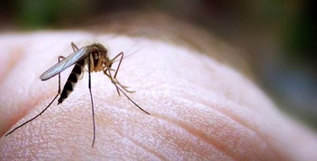 Bilim Kurulu Üyesi Prof. Dr. Ateş Kara: Koronavirüs sivrisinek ya da ev sinekleri ile bulaşmıyor