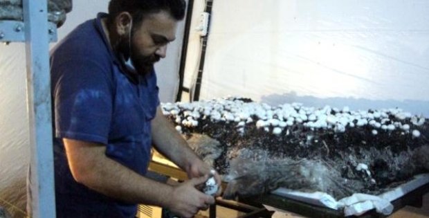 Bolu'da 70 bin TL yatırımla mantar üretimine başlayan vatandaş, 45 günde 20 bin TL kazandı