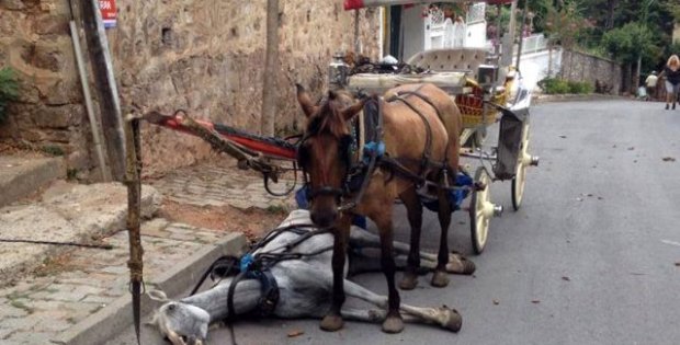 Büyükada'da 'at vebası' sonrası adaya hayvan giriş çıkışı yasaklandı