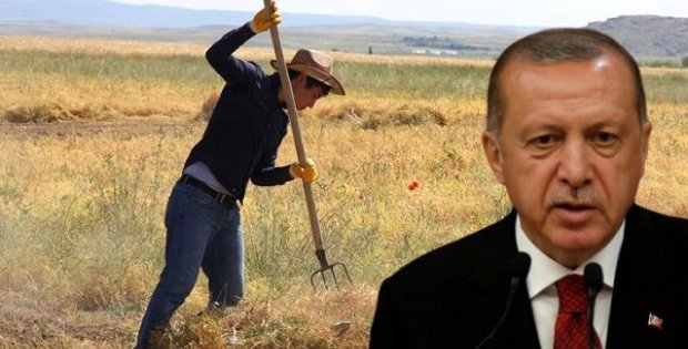 Erdoğan talimat verdi, çalışmalar tamamlandı! Çiftçiye hazineden ücretsiz arazi verilecek