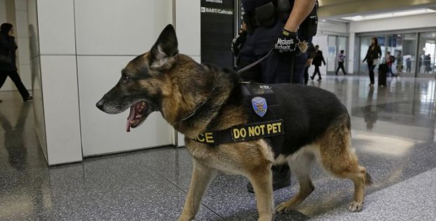 İngiltere 'Kovid Köpeği' yetiştirecek.. Hastaları, belirtiler ortaya çıkmadan, detektör köpekler teşhis edecek..