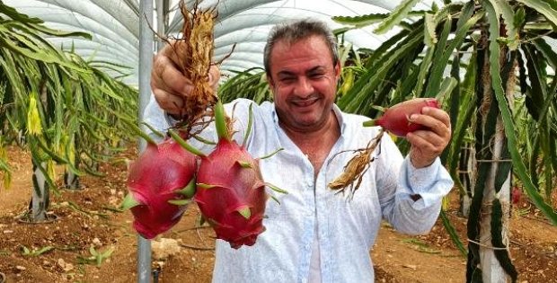 Kilosu 25 TL'den kapış kapış satılan ejder meyvesine, Arap ülkelerinden yoğun talep var