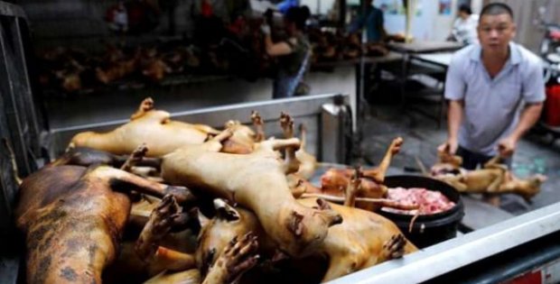 Koronavirüse sebep olan Çin yeni salgınlara davetiye çıkarıyor! Köpek eti festivali başladı