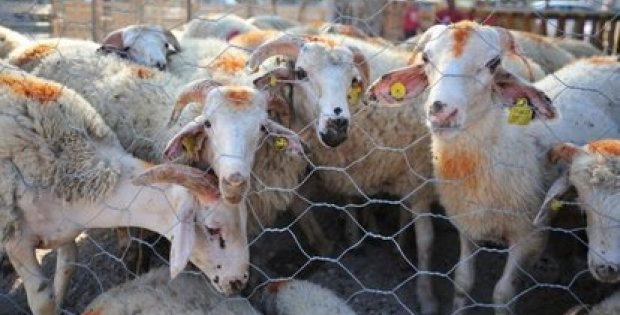 Kurban Bayramı tarihi 2020! Kurban Bayramı ne zaman, kaç gün tatil olacak? Diyanet resmi takvimi