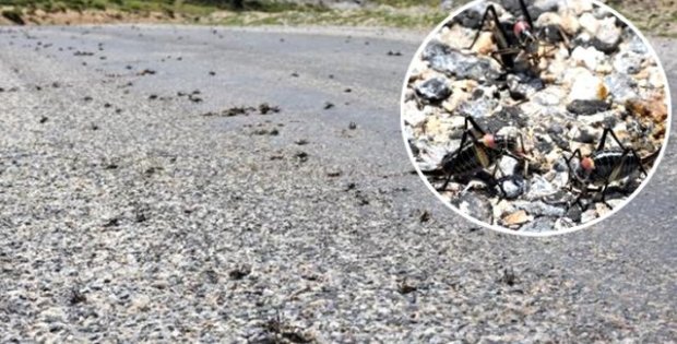 Muş'ta sürü halinde görülen çalı çekirgeleri büyük korkuya neden oluyor