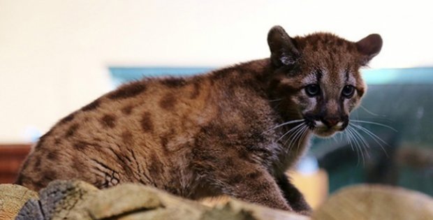 Puma yavrusunun ismini halk belirledi