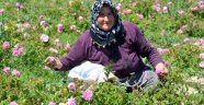 4 ton gül yaprağından 1 kilo üretilen gül yağının kilosu 46 bin liraya satılıyor