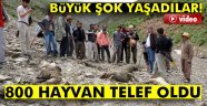 800 hayvan telef oldu