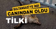 Aç kalan tilki sultangazi ye indi