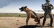 Alman Ordusu, köpeklere koronavirüslü insanları tespit etmeleri için eğitime başladı