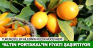 Altın Portakal"ın fiyatı şaşırtıyor