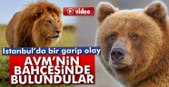AVM bahçesinde ayı ve aslan bulundu
