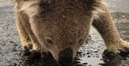 Avustralya'daki yangınlar sonrası yağmur yağdı, koalalar asfalttan su içti