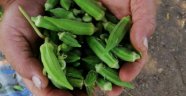 Bamya, üreticisinin yüzünü güldürüyor