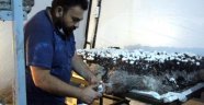 Bolu'da 70 bin TL yatırımla mantar üretimine başlayan vatandaş, 45 günde 20 bin TL kazandı