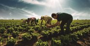 'Borcunu ödeyemeyen çiftçiler icralık oldu'