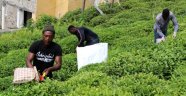 Çay bahçeleri Birleşmiş Milletler gibi! Gürcülerin yerini Afgan, Azeri ve Özbekler aldı
