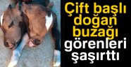 Çift başlı doğan buzağı görenleri hayrete düşürdü
