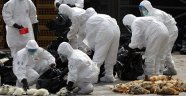 Çinli yetkililer, ülkede 'kuş gribi' salgınının başladığını duyurdular