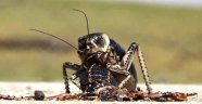 Dünyada sadece Türkiye'de bir bölgede görülen böceğin dişisi erkeğini yerken ilk kez görüntülendi
