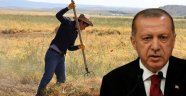 Erdoğan talimat verdi, çalışmalar tamamlandı! Çiftçiye hazineden ücretsiz arazi verilecek