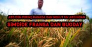 Fransız-Alman buğdayı ile ekmek yaparız