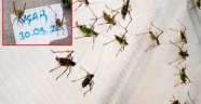 Güneydoğu'da görülen çekirgeler İzmir'de Akarca Ovası'nı istila etti
