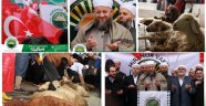 Hiranur Vakfından Mehmetçik İçin 313 Koç Kurban Edildi