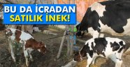 icradan satılık inek