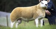 İskoçya'da dünyanın en pahalı koyunu 3 milyon 603 bin TL'ye satıldı