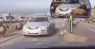 Koç Kavgasını Arabayla Bölersen...